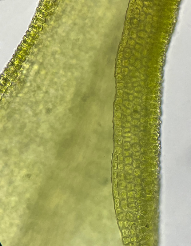 Weissia muhlenbergiana